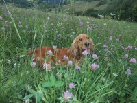 /album/anglicky-kokerspaniel/mia-v-trave-jpg/